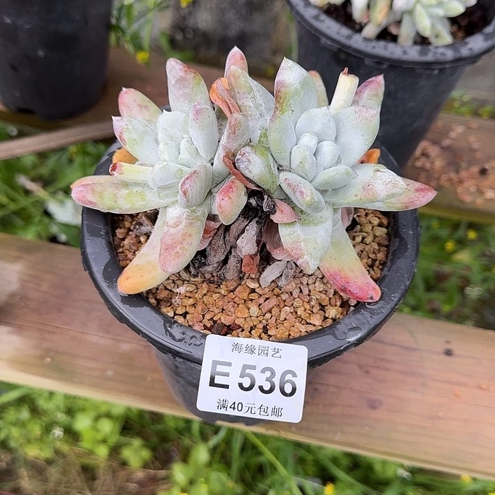 小*?拇指仙女杯多肉植物