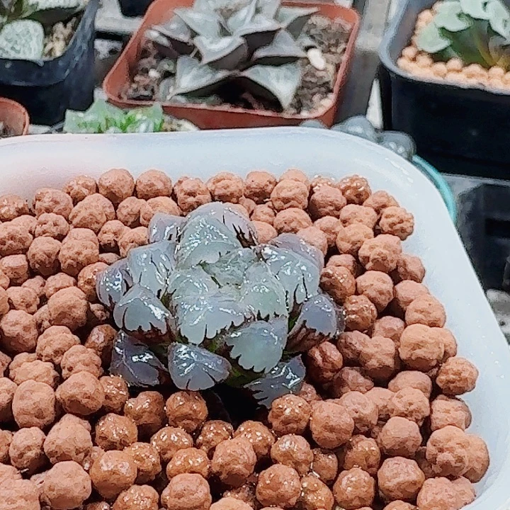 用***9无花朵十二卷 紫玉露 福利