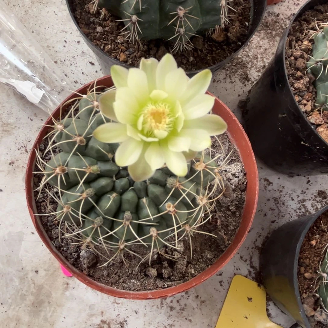 (***)实生绯花玉仙人球2