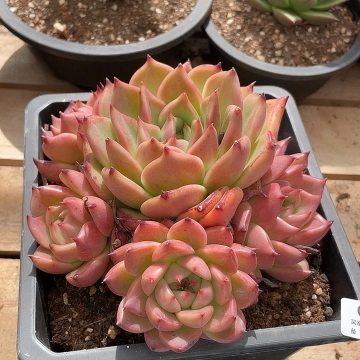 若茹东云单拍C425