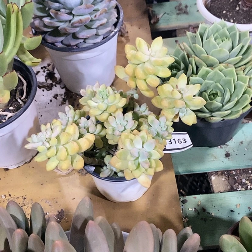 【闪购商品】蛋挞3163