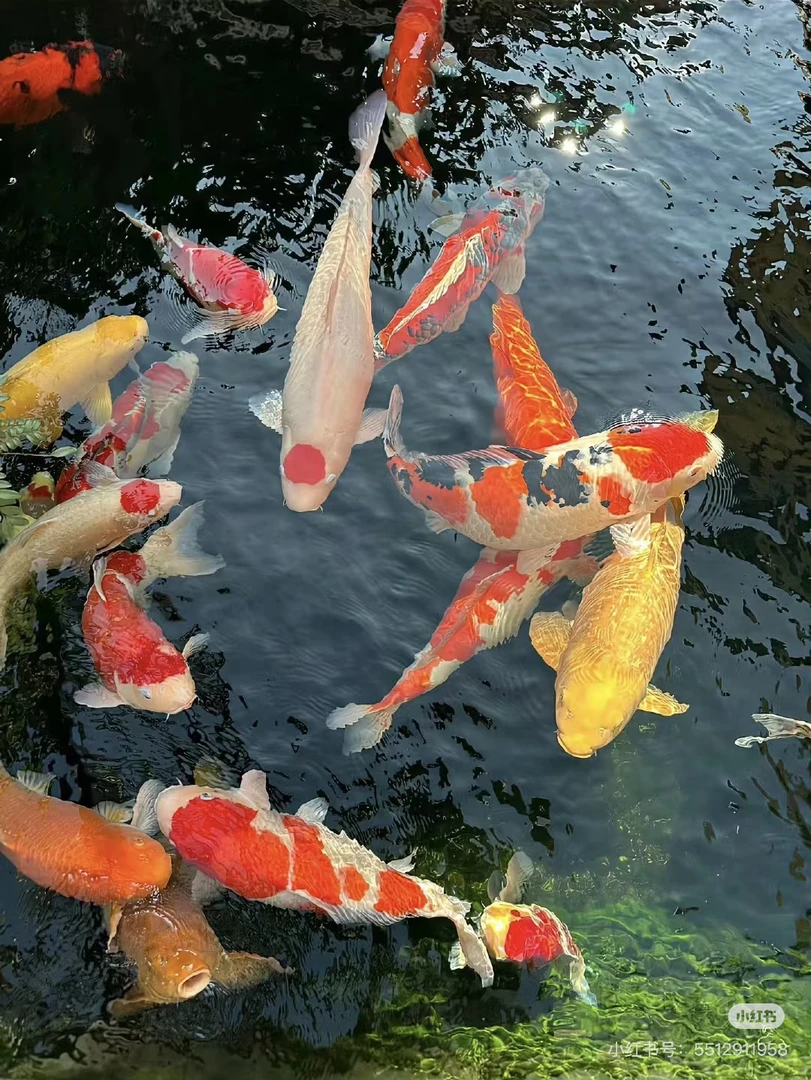 【七条】直播间福利锦鲤皮鲤德系龙鱼观赏鱼冷水鱼淡水鱼活体包邮