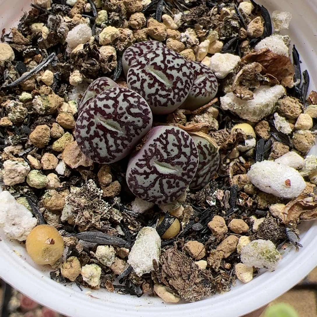 【闪购商品】93 超墨