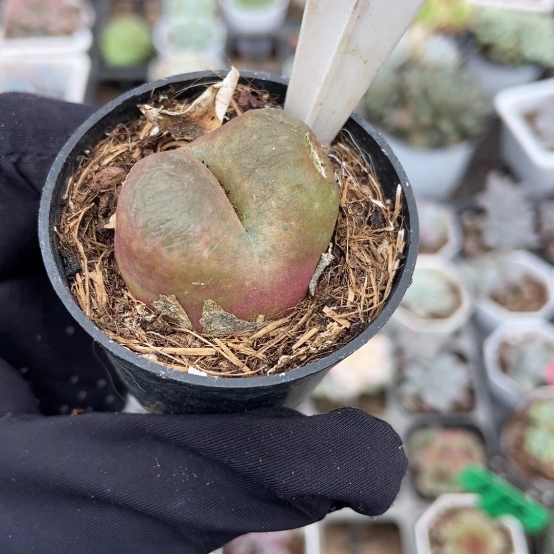 1032毛汗尼多肉植物
