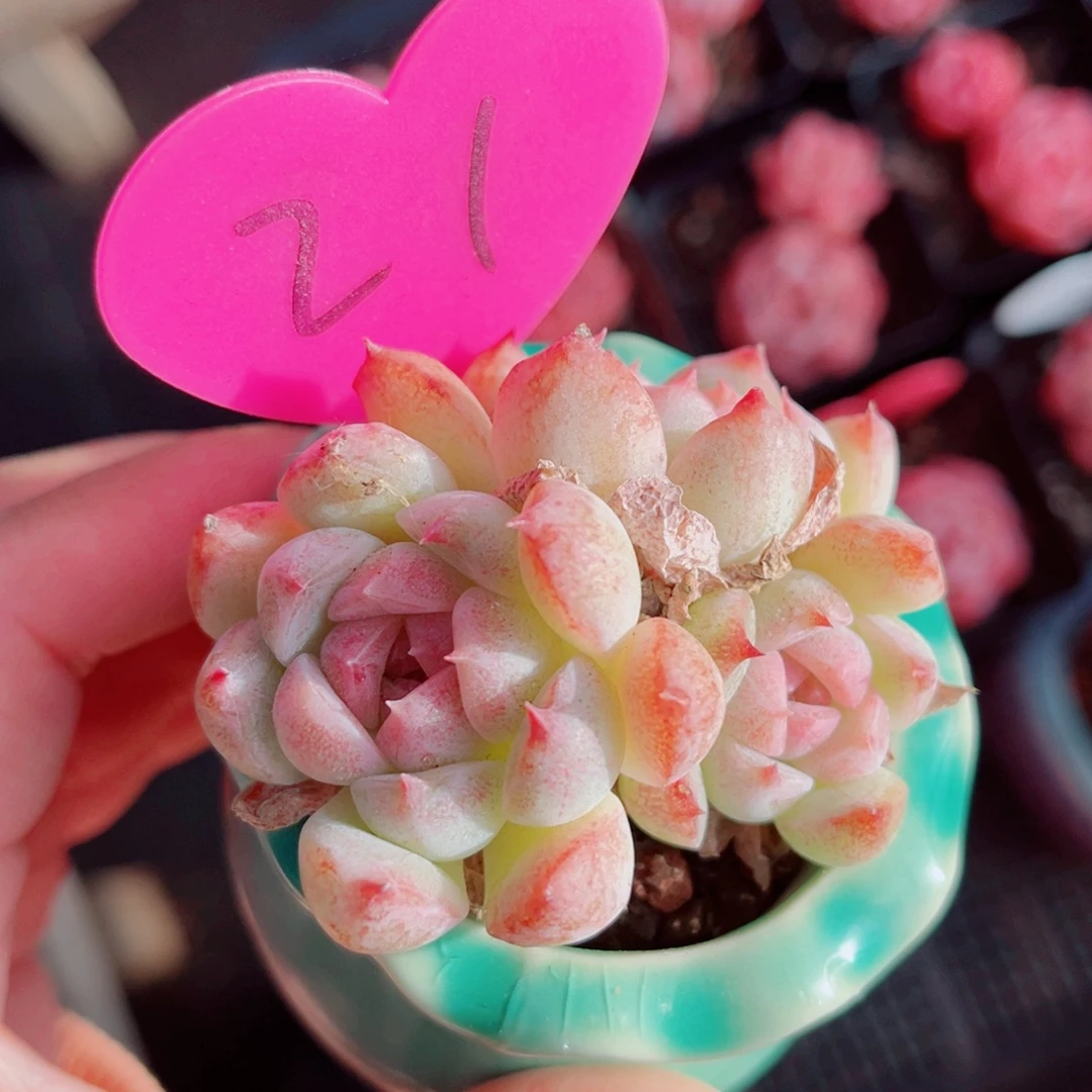 21号小老桩芝士蓝莓群