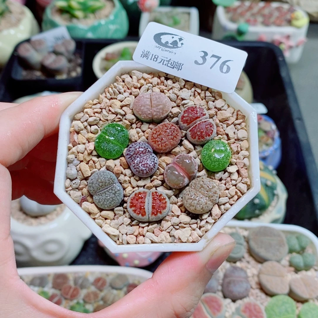 生石花花花花花花376