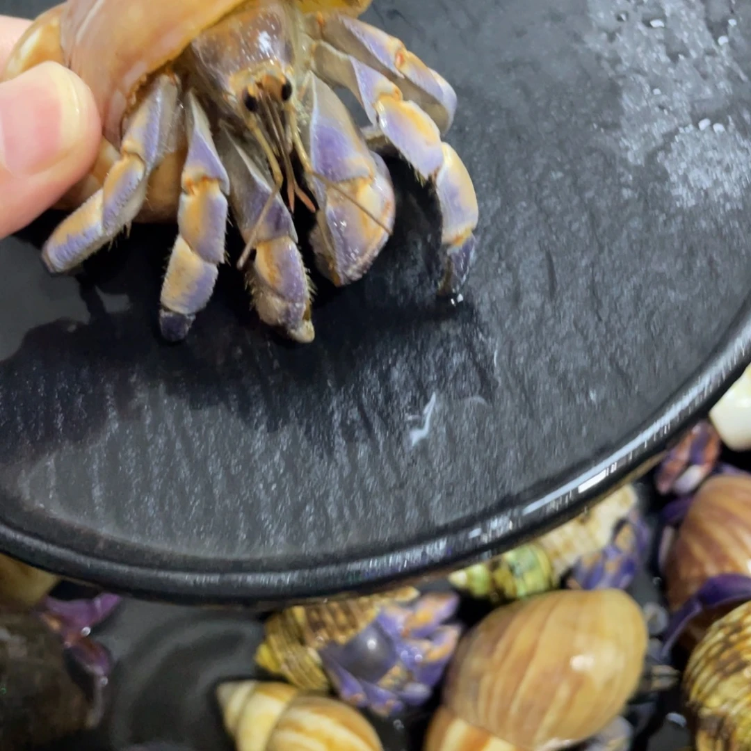 寄居蟹，寄居蟹，寄居蟹