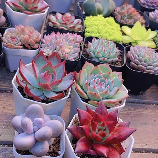 惊鸿。 奶酪。罗卡。吉娃娃