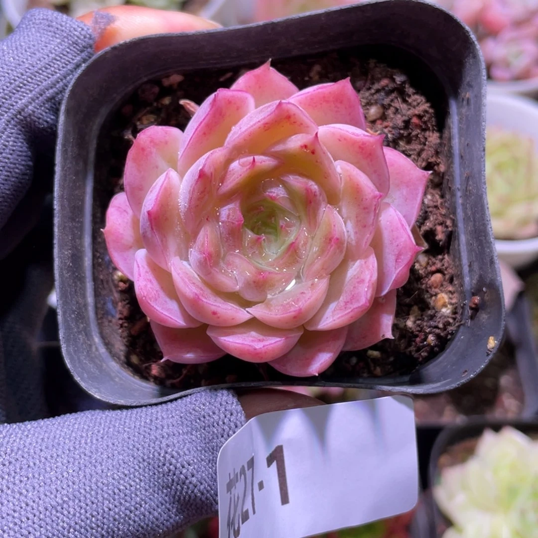 花利美27-1云梦仙子