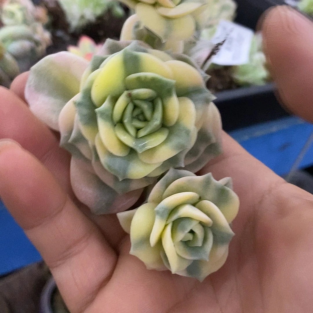 234可爱玫瑰锦多肉植物哇啦塞