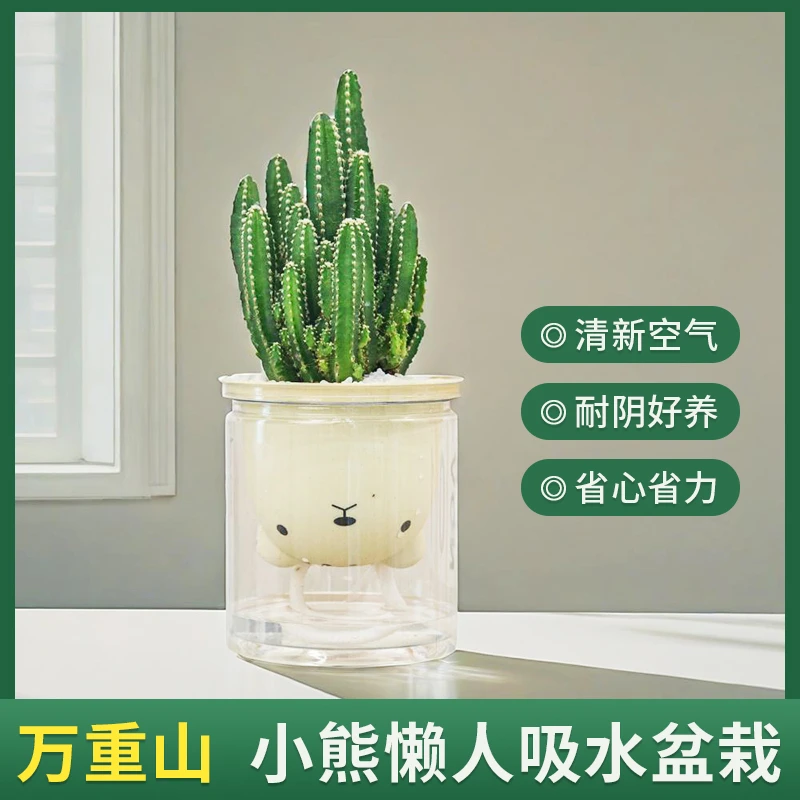 万重山室内盆栽净化空气绿植盆栽迷你仙人掌多肉花卉好养易活常绿