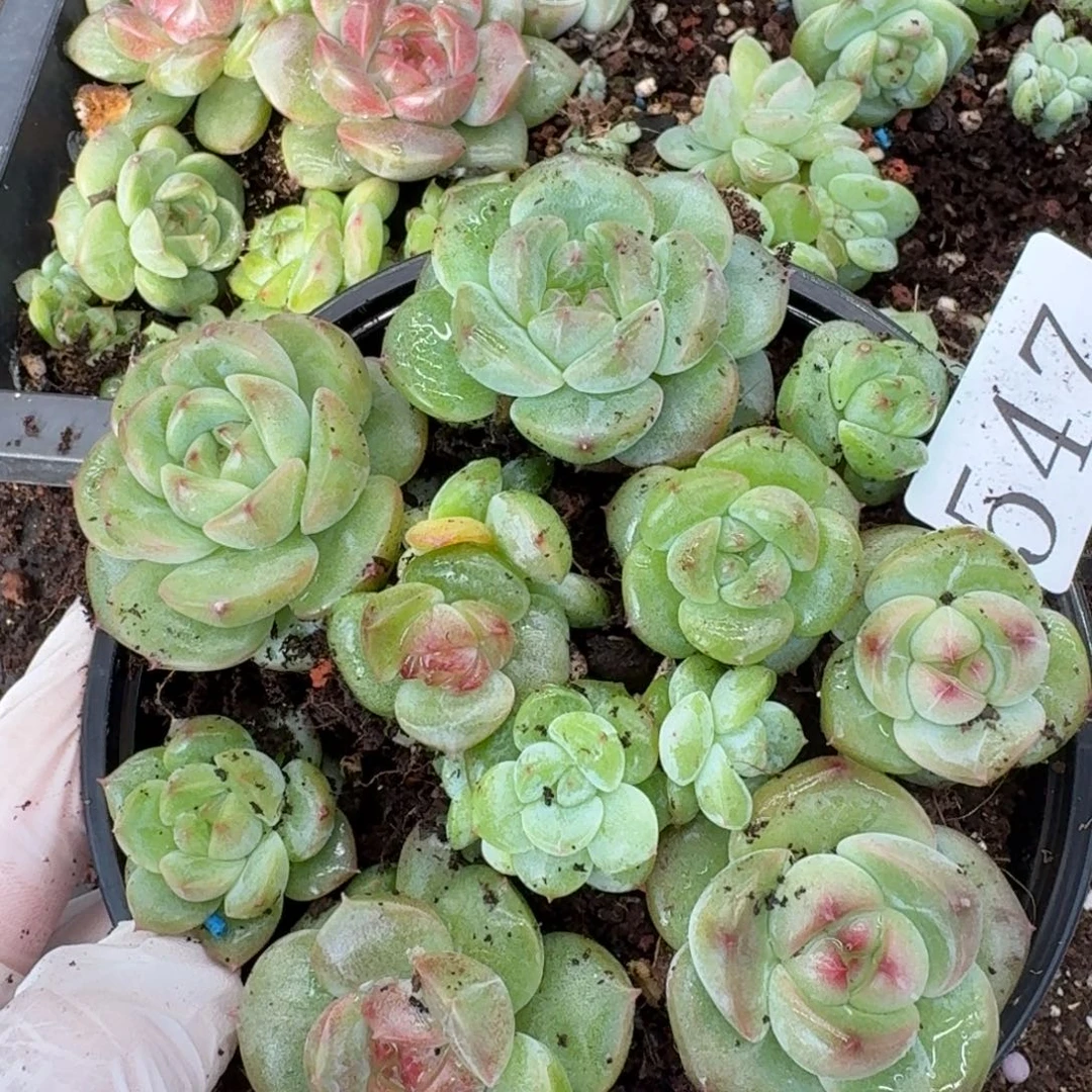 多肉植物多肉植物547