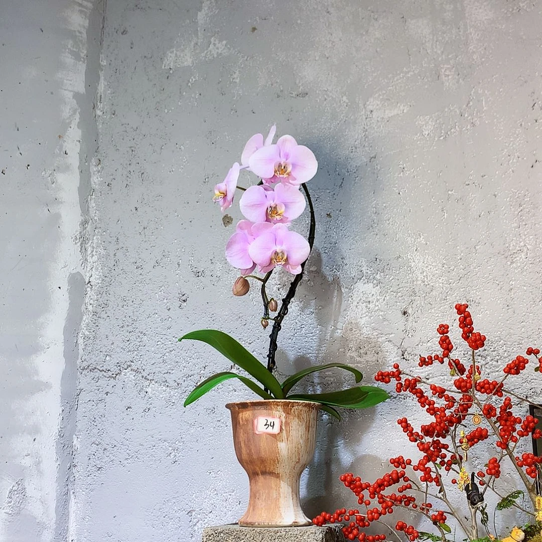 大量花朵（建议范围：8朵-15朵 或40%以上）34