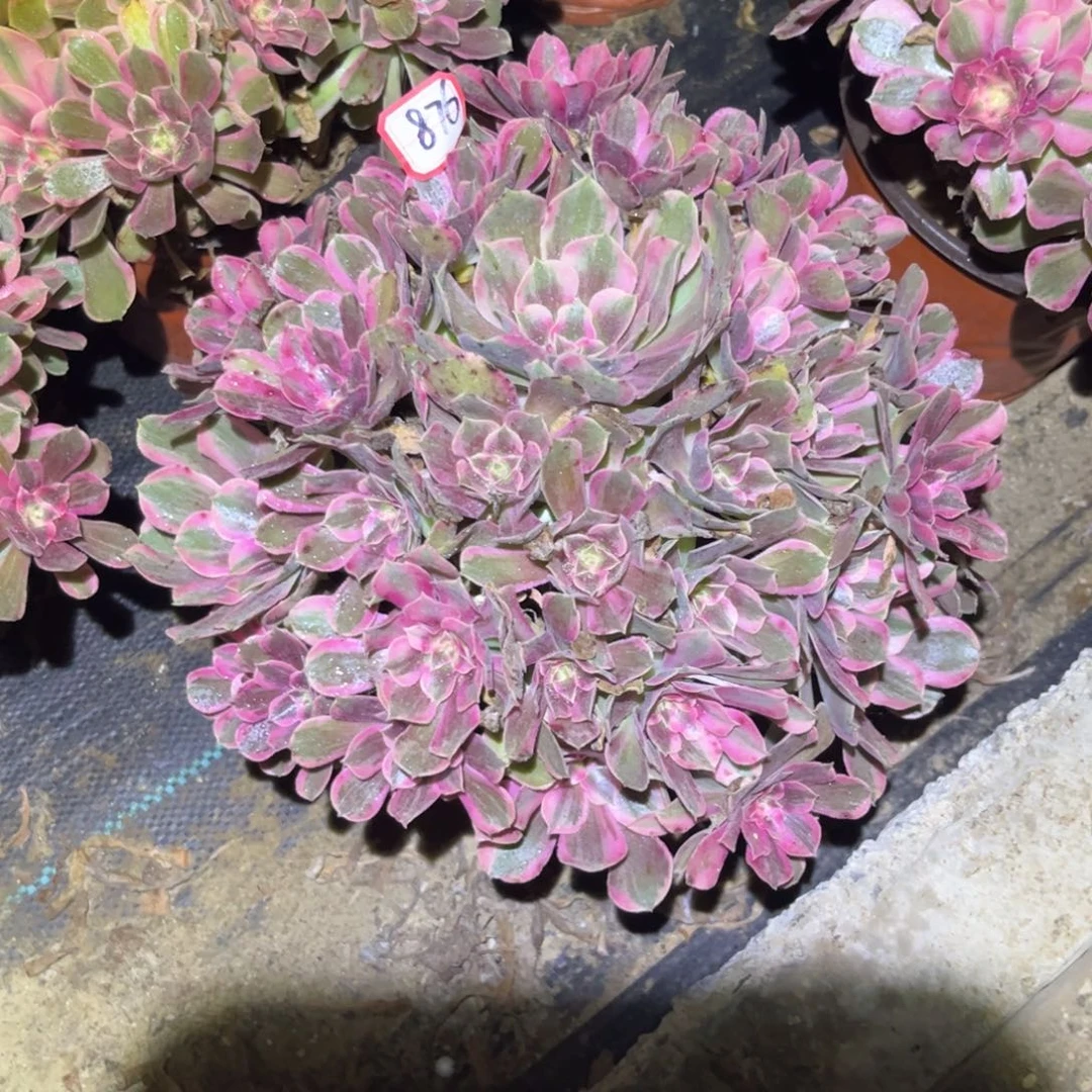 876多肉植物男神法师