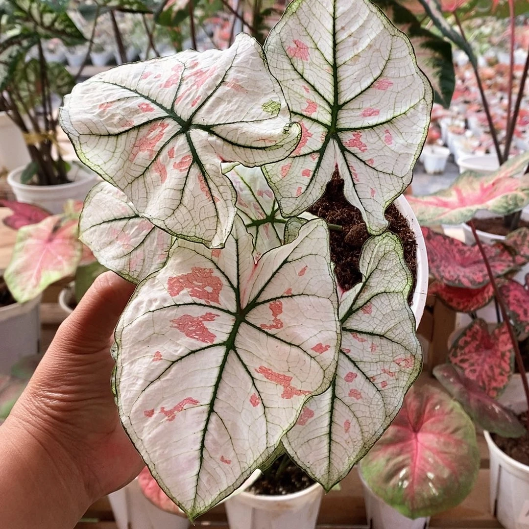 完全开放草莓7777