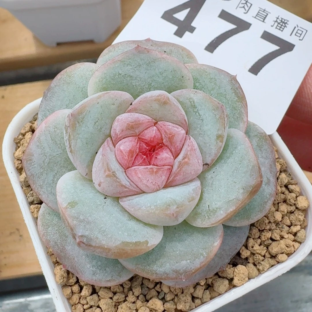 果酱            精美多肉植物