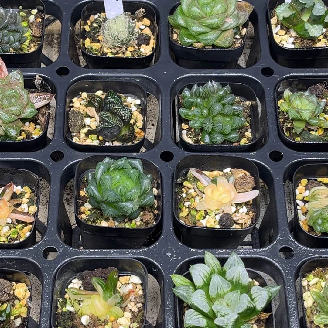 47 脱土包邮8颗福利