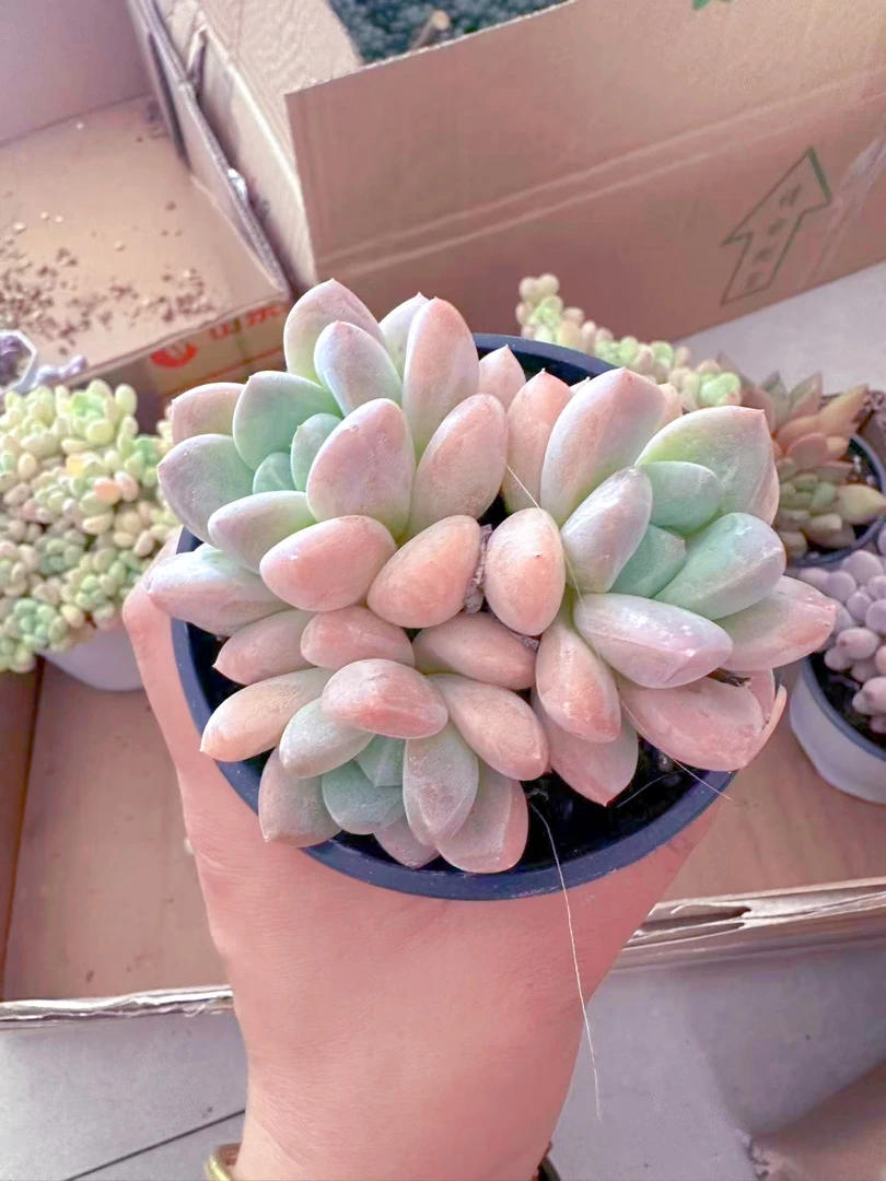 精控多头香玉 小贵货  多肉植物