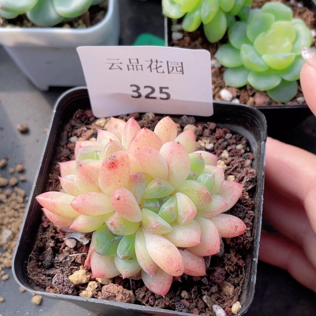 325号糖心冰心珍妮