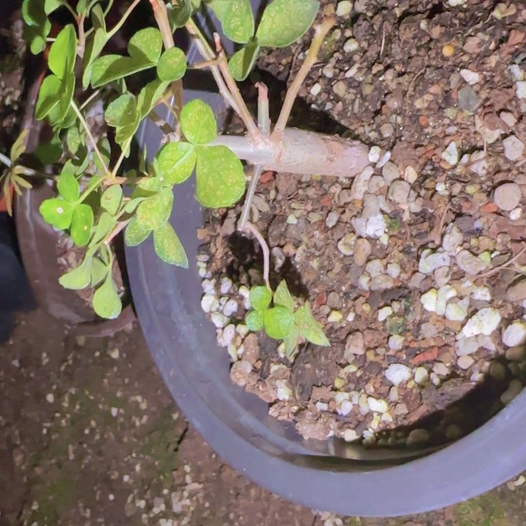 ****迪块根植物块根植物