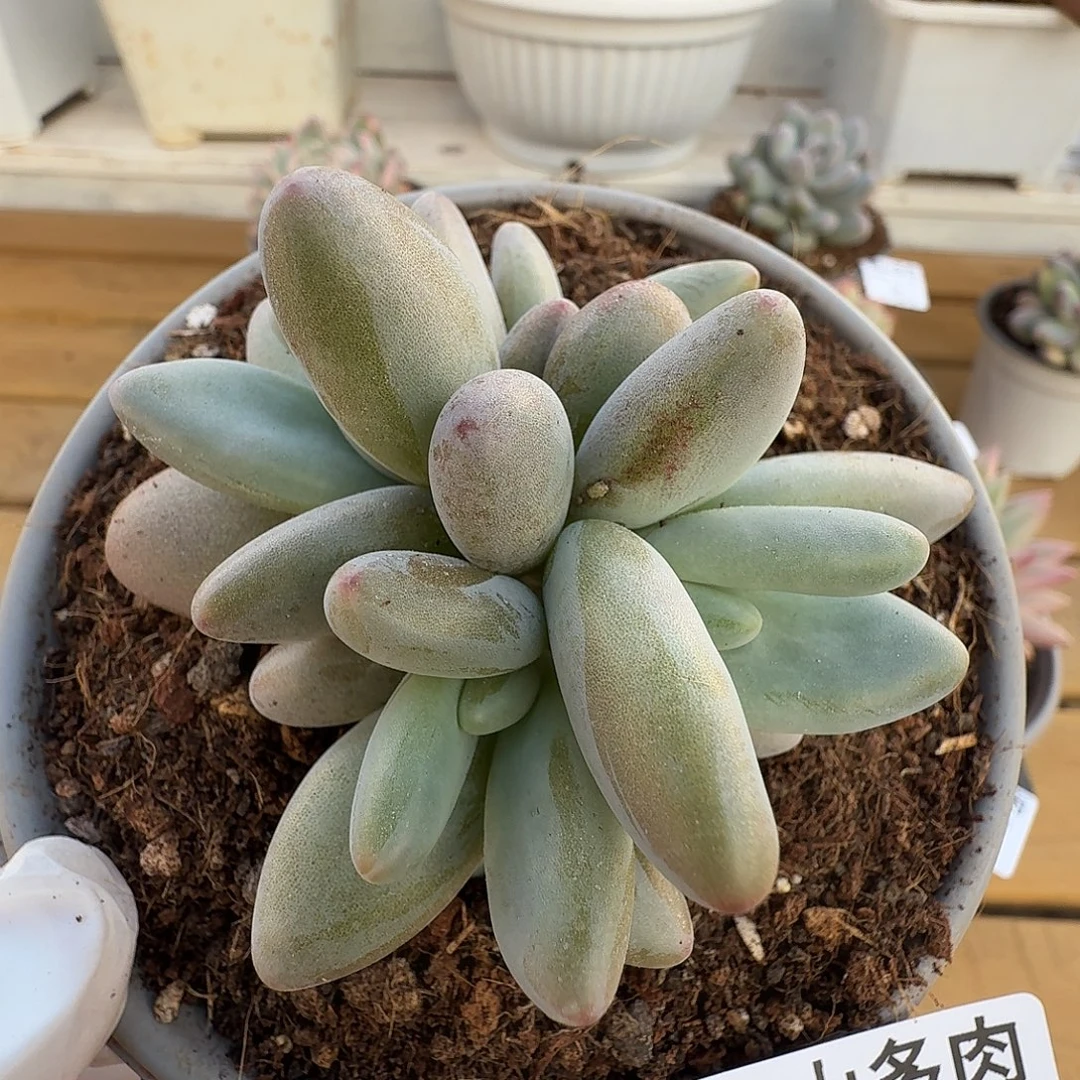 企鹅11111111231-44