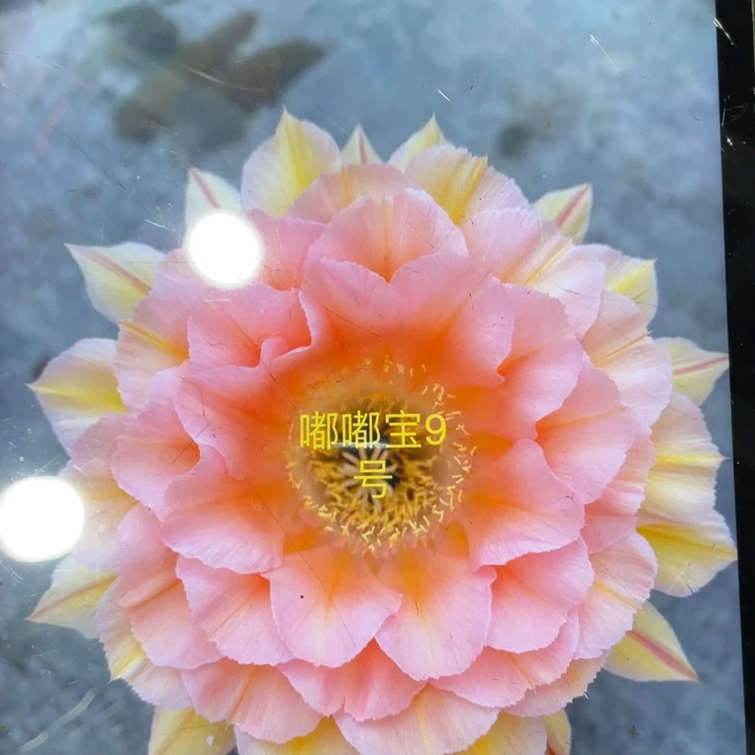 新品彩草嘟嘟9号母本