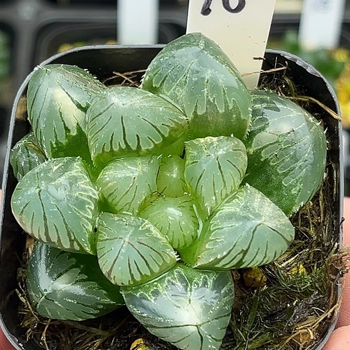 16巨大化变异OH玉露锦