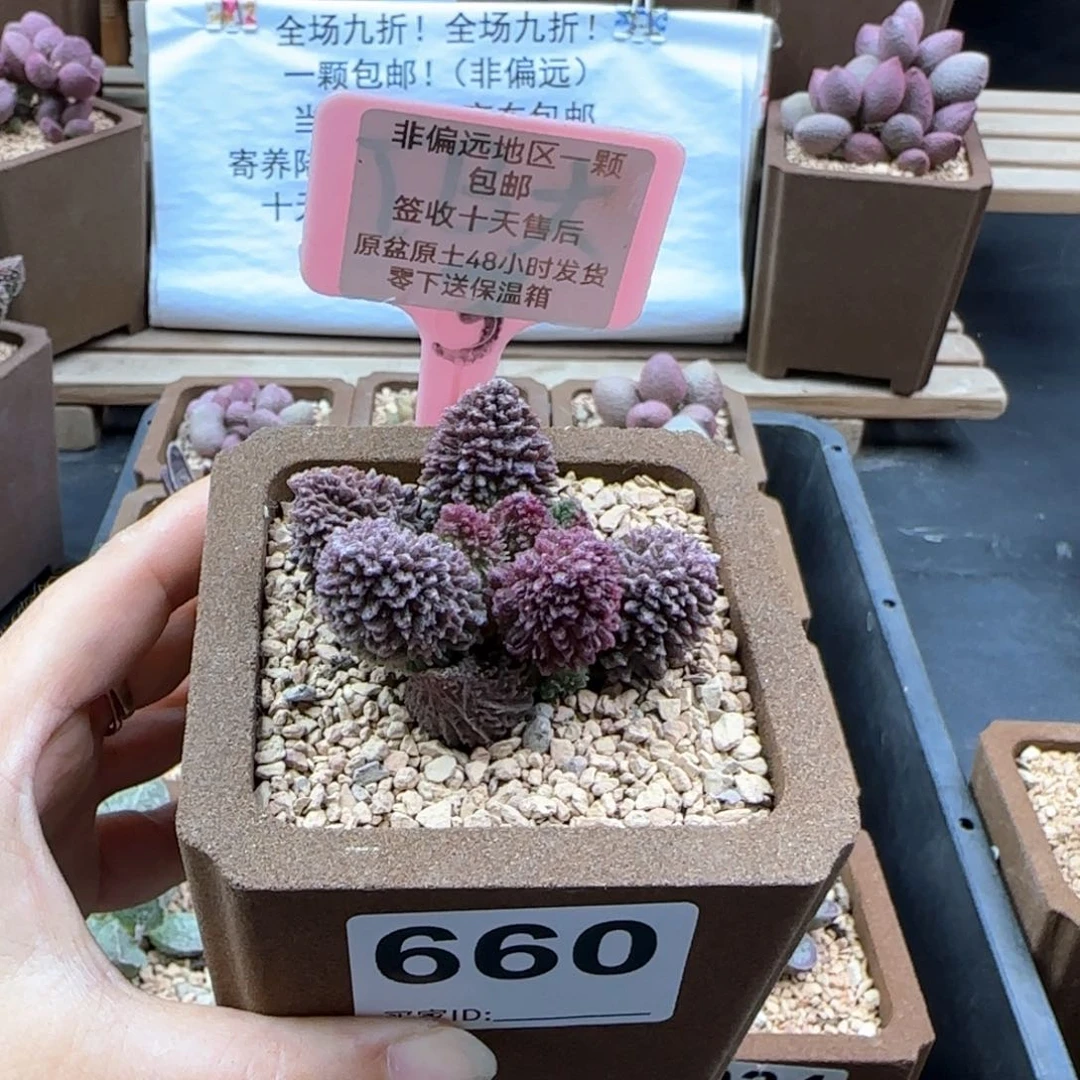 660朱紫玉多肉植物