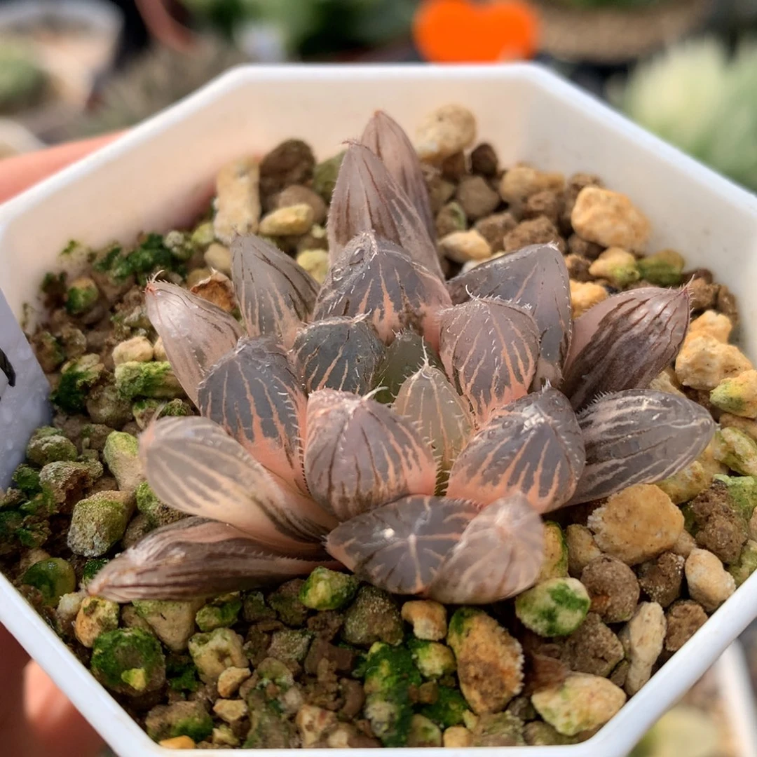 痴线玉露锦，带盆一起