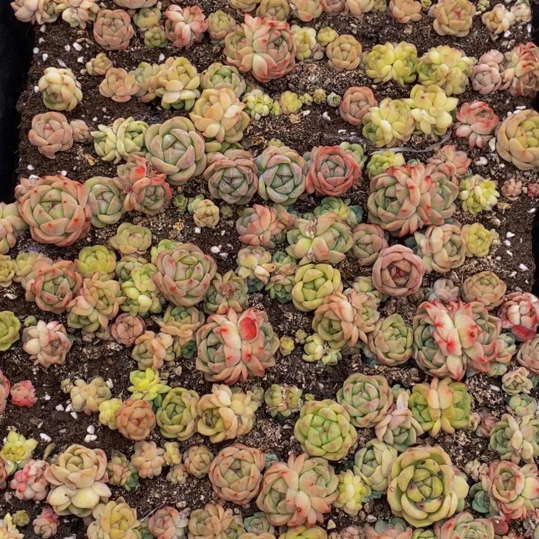 钰*820多肉植物保护研究所