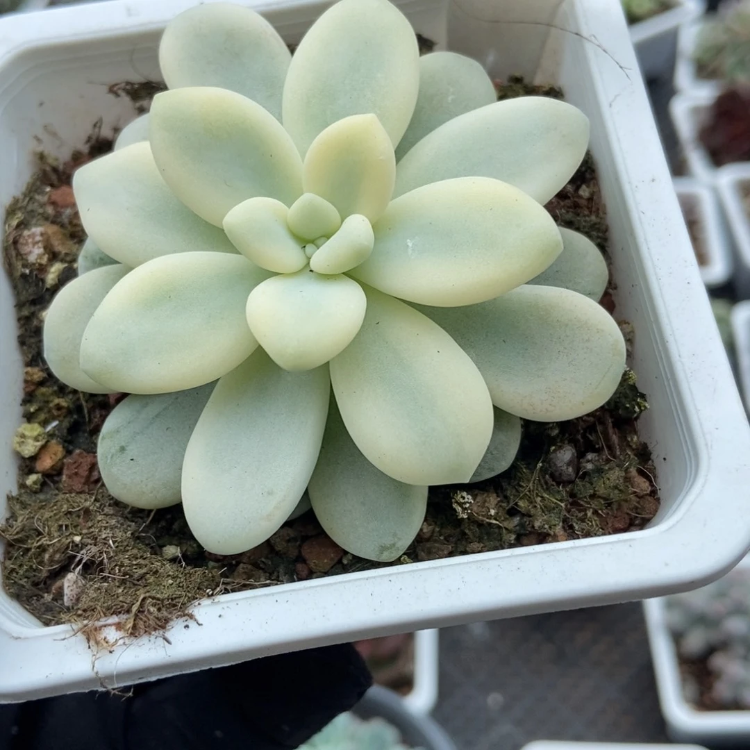 1057艾伦锦多肉植物