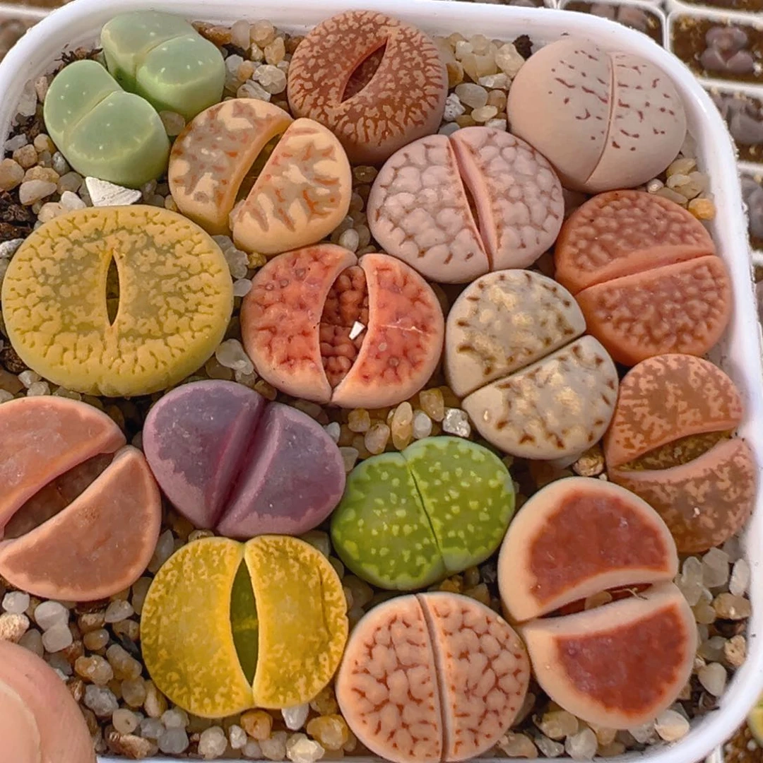 91多肉植物百科知识