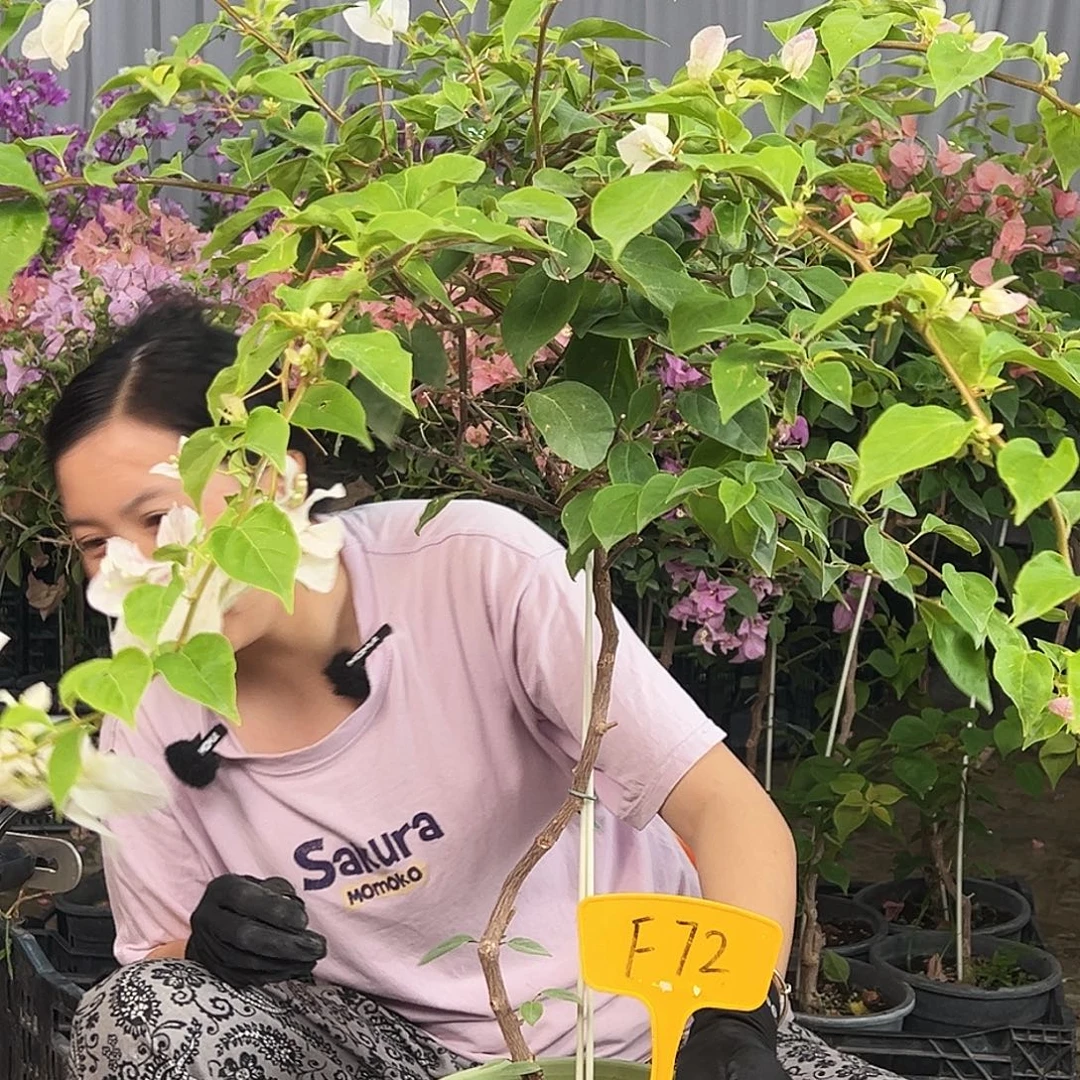 ****大部分花苞少量开放F72章