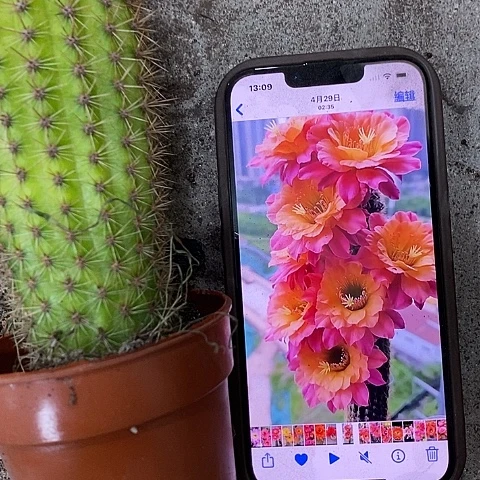 时光毛花，268990009