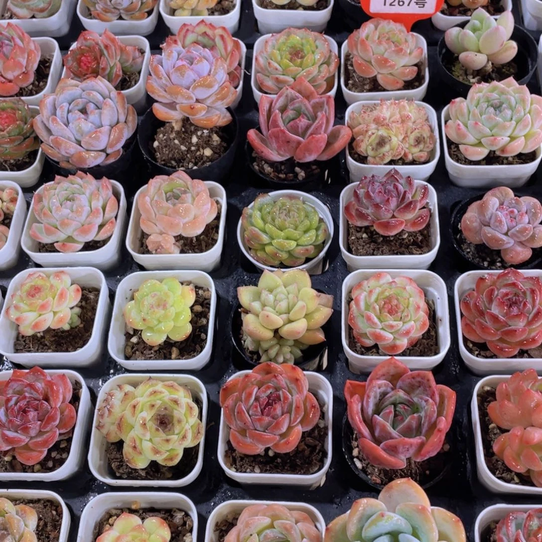 1267号 下播福利美肉六颗 加两个赠品