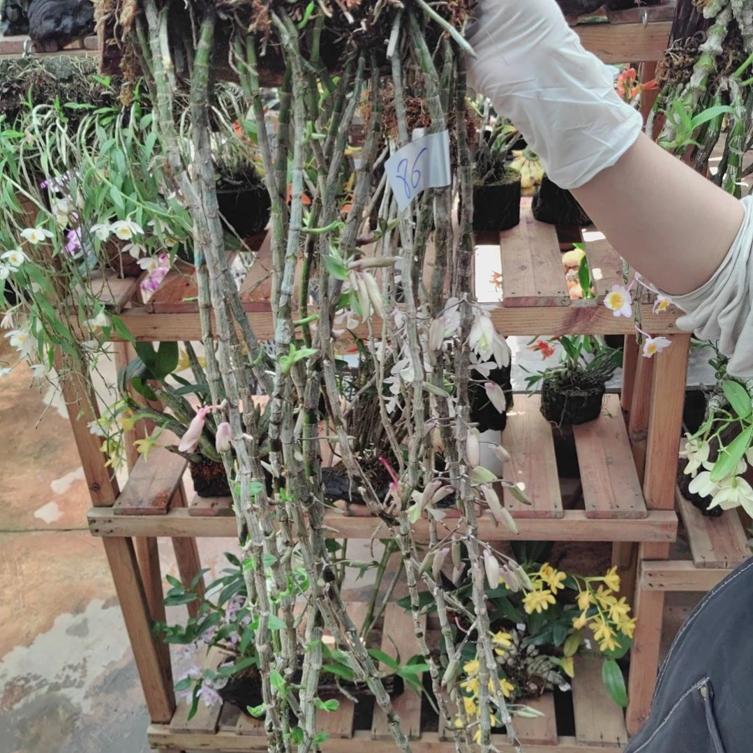 86天宫花卉植物微景观