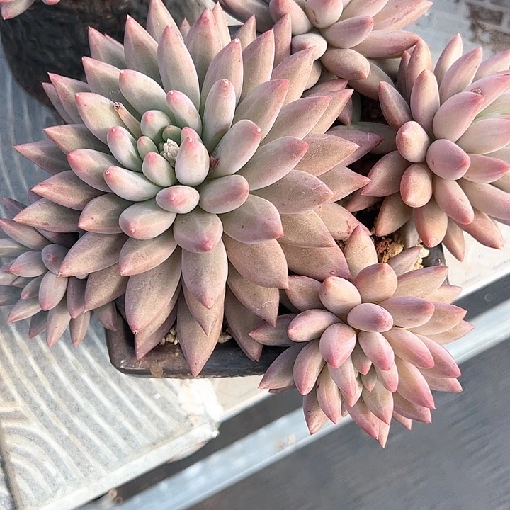 【闪购商品】鱼姬美人