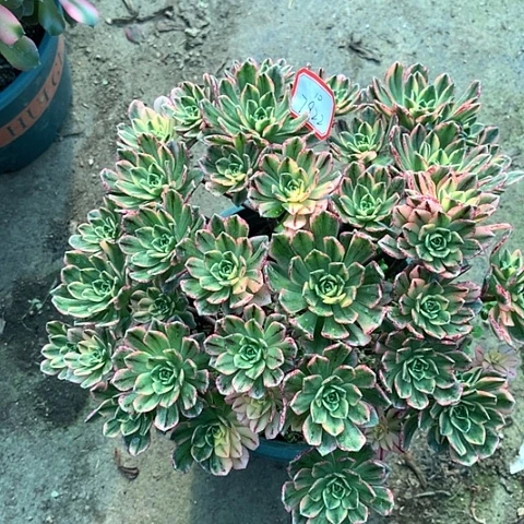 郑***你7922甜茶多肉植物