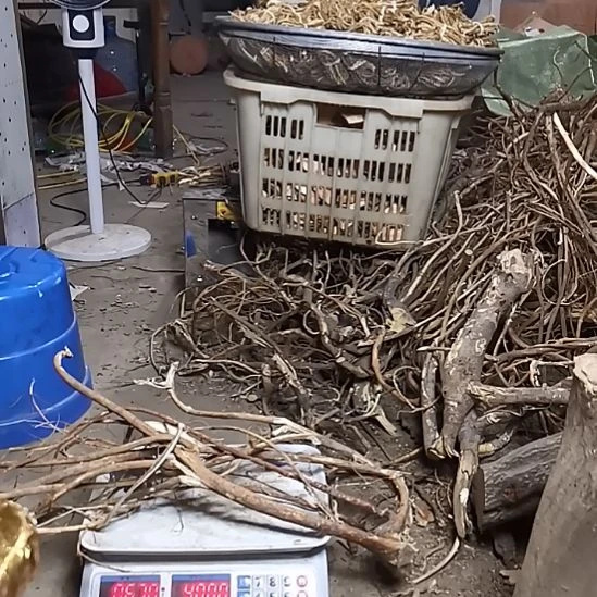 中国大陆五指毛桃整棵切片