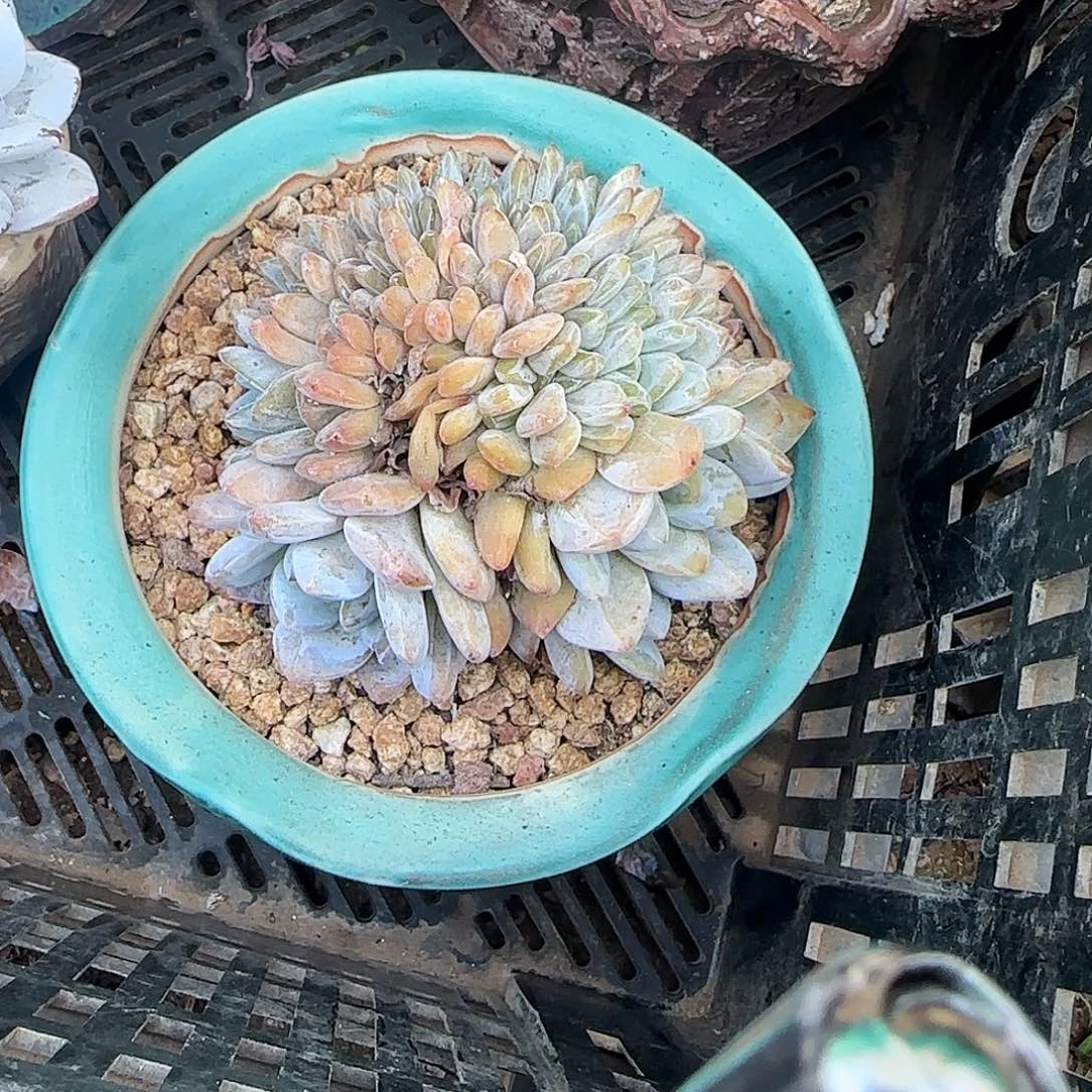 星影石榴子缀化鸡腿桩子
