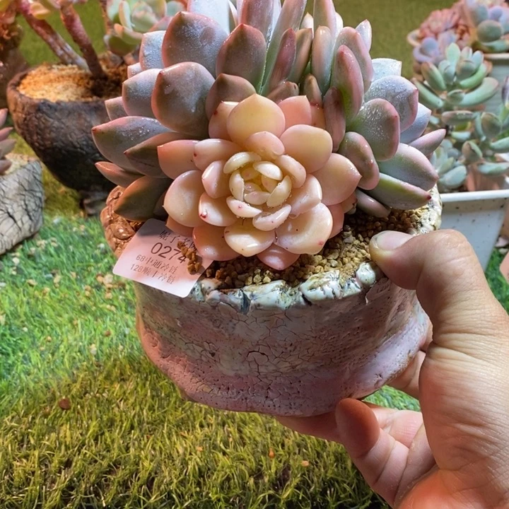 0274啊啊啊啊啊啊啊啊啊啊啊