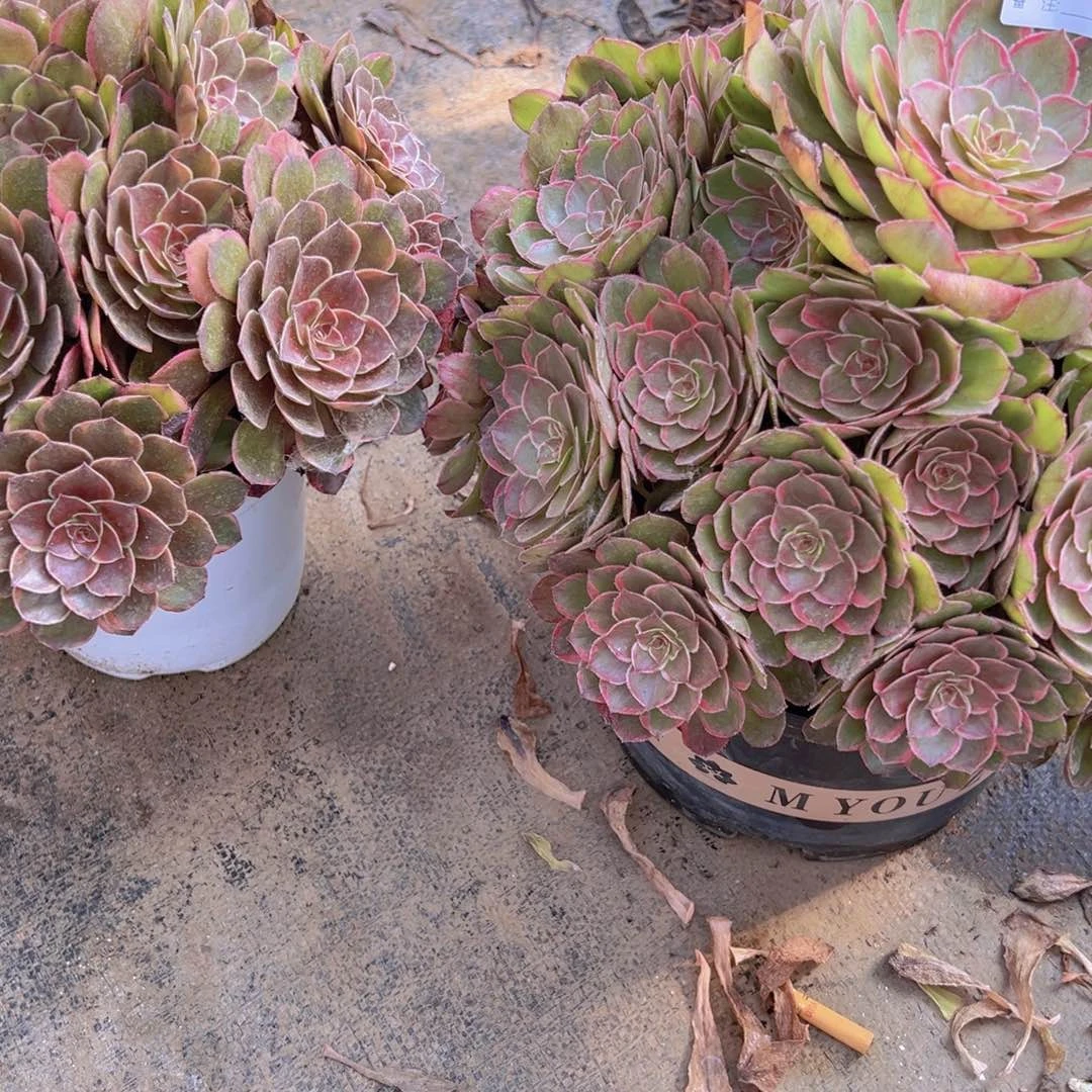 481，480寄养半夏，连花拉丝