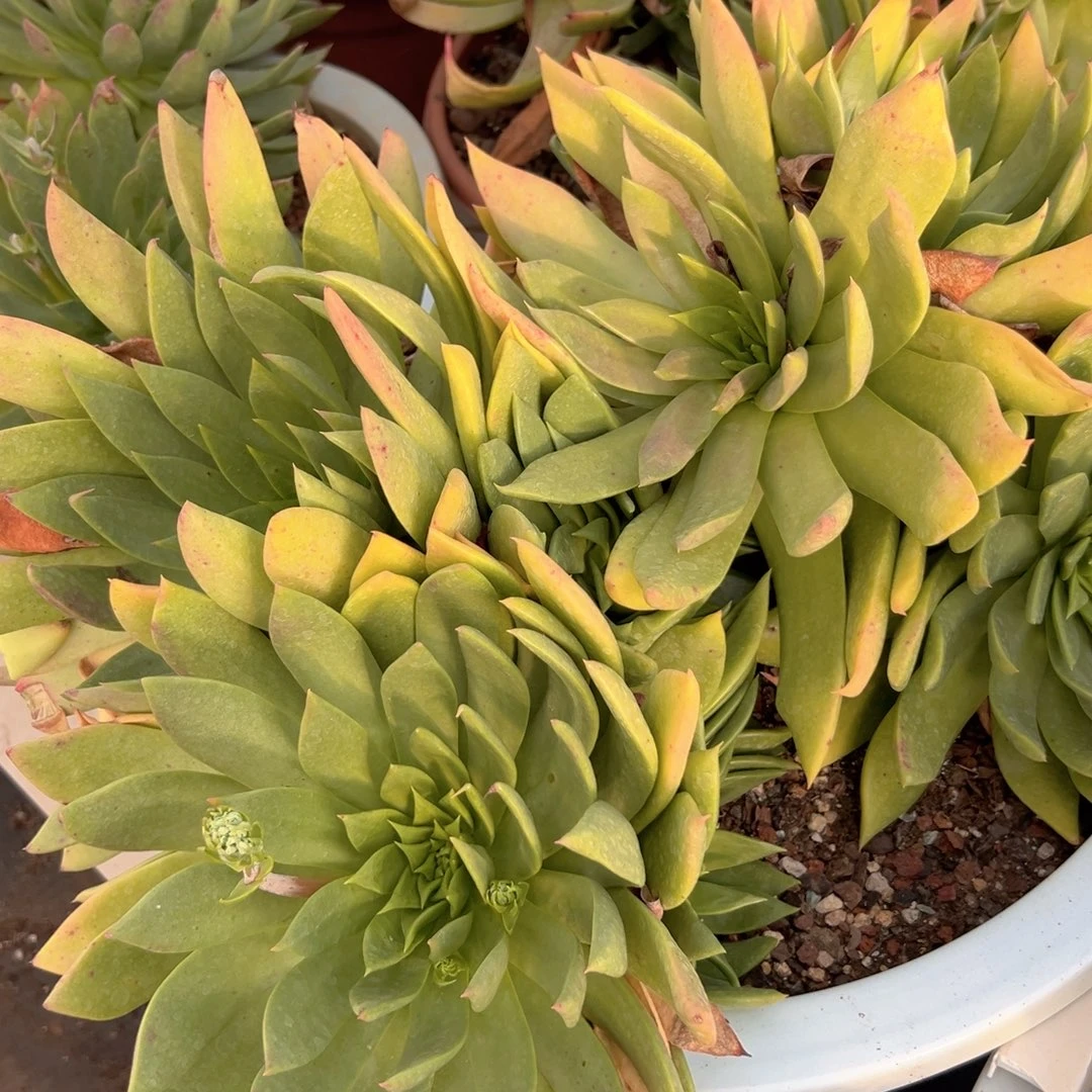 野生仙女杯一株包邮