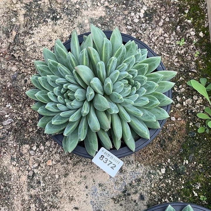阿雅园艺。       8372