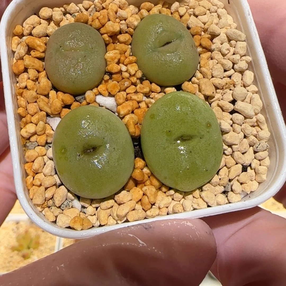 肉锥多肉植物百科-空卡佛一盆1491