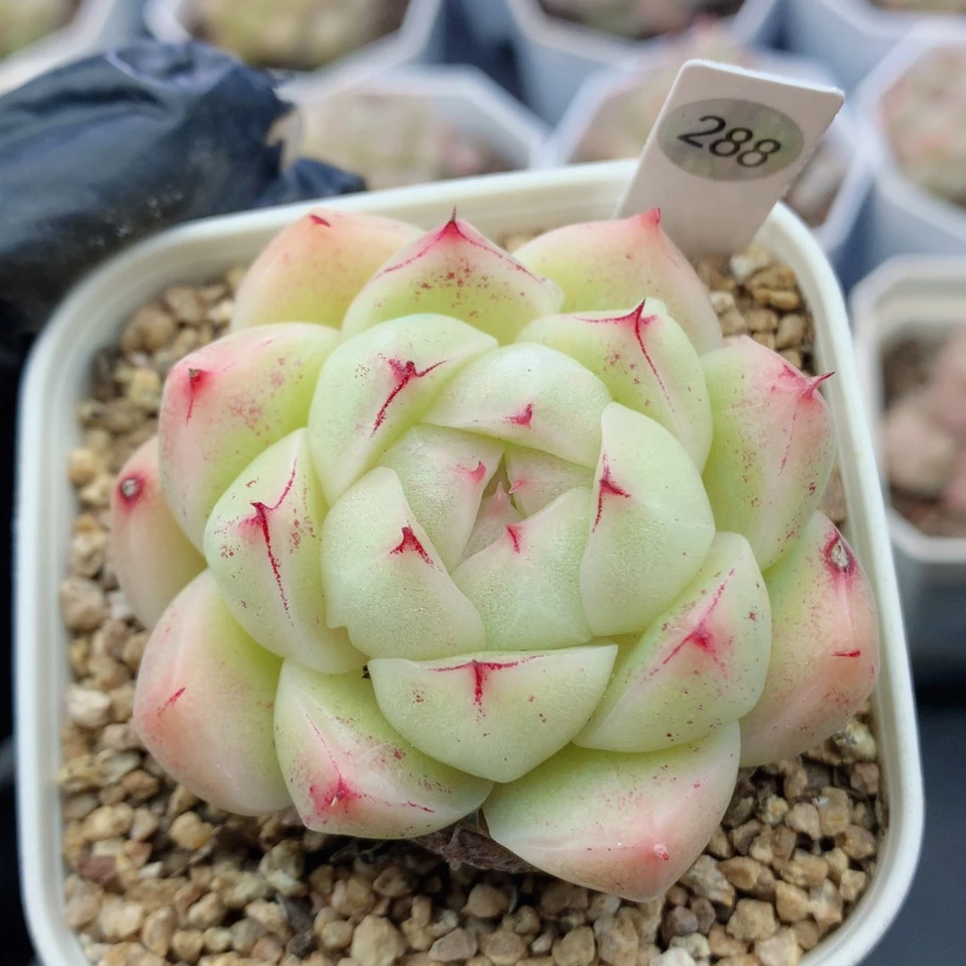 麦秆58包邮  群生不包整288