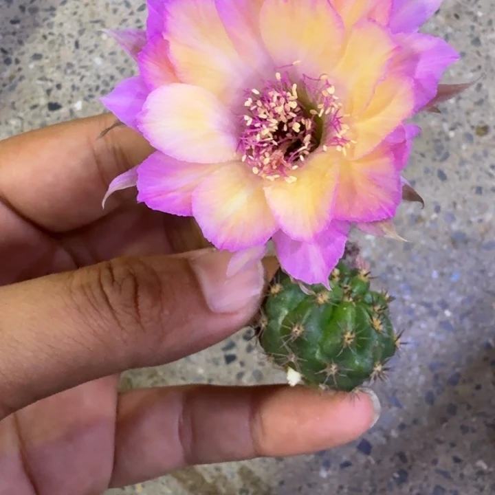 200丽花极光歪3公分左右无根侧牙，20包邮