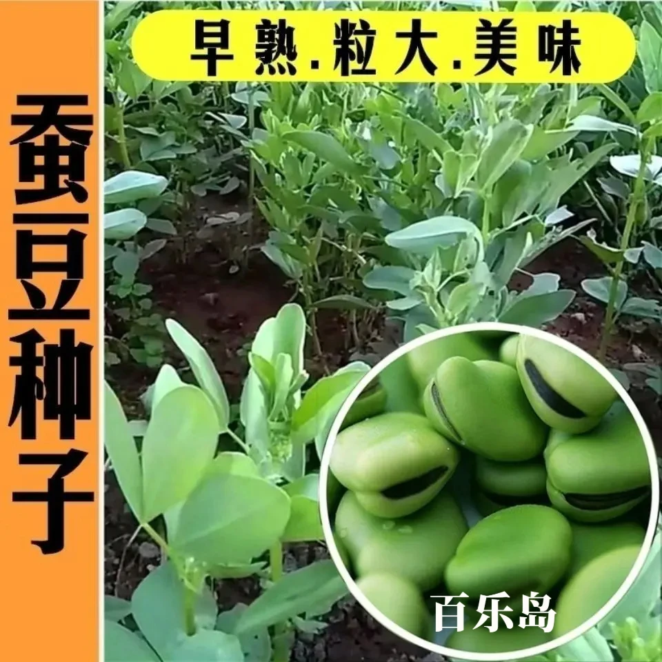 蚕豆种子北斗七星特大高产罗汉豆种籽春秋冬季播种早熟耐寒胡豆籽