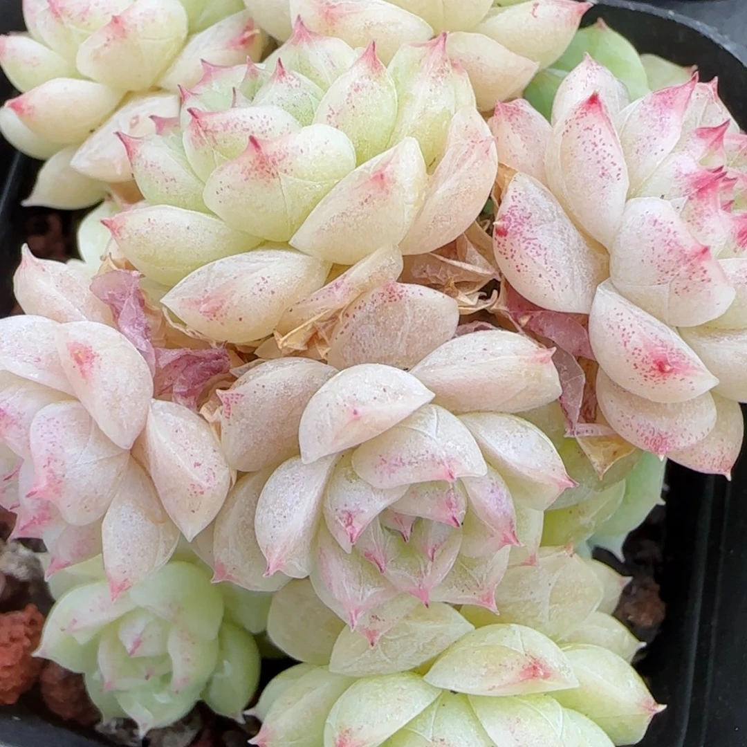 花语逸境0209-570