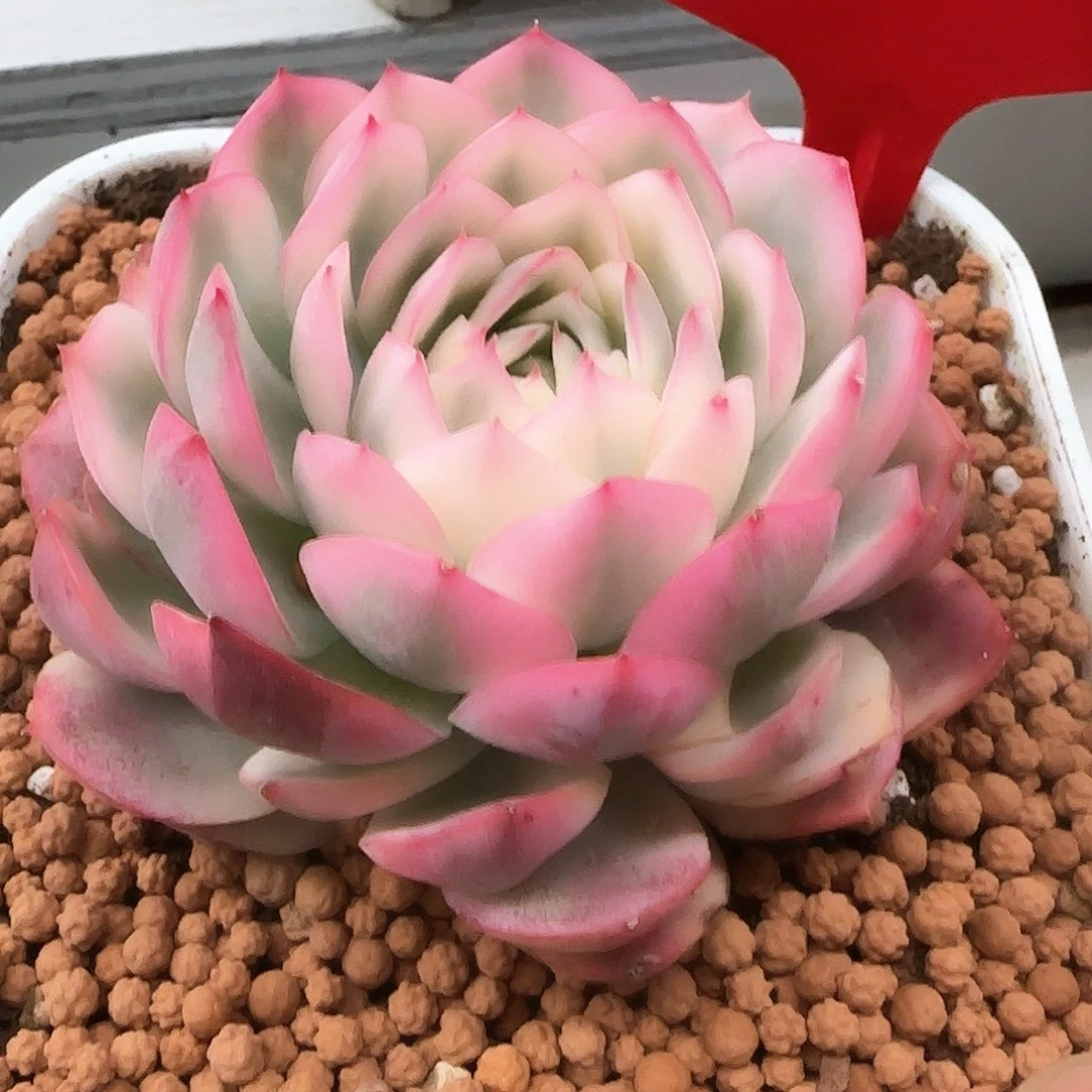 L**yLily多肉植物锦